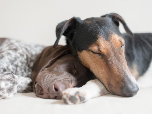 Nechejte psa vyspat. Potřebuje být odpočatý a připraven k akci